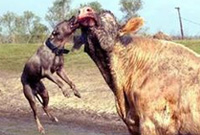 比特犬学鬣狗掏肛，被水牛残忍顶飞！