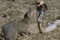 实拍印度獴大战毒蛇全过程 锋利的牙齿一口咬断毒蛇的脖颈