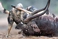 鬣狗群围攻落单羚羊，掏肛绝技再现，最后羚羊遭残忍活吃