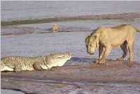 饥饿的成年鳄鱼遇上饥饿的非洲狮 谁才是谁的晚餐？