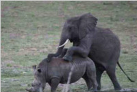 发情动物干出荒唐事！实拍大象逞强与犀牛交配全过程
