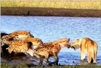 鬣狗围堵狂咬雌狮，却不敢动旁边的小狮子，这一现象让人称奇！