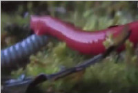 巨型红水蛭生吞70cm蚯蚓直接榨干