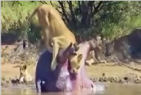 狮子正在吃河马，谁想到大便喷涌而出，吓退了狮群！