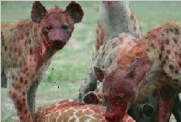 超血腥！实拍非洲鬣狗活吃长颈鹿过程